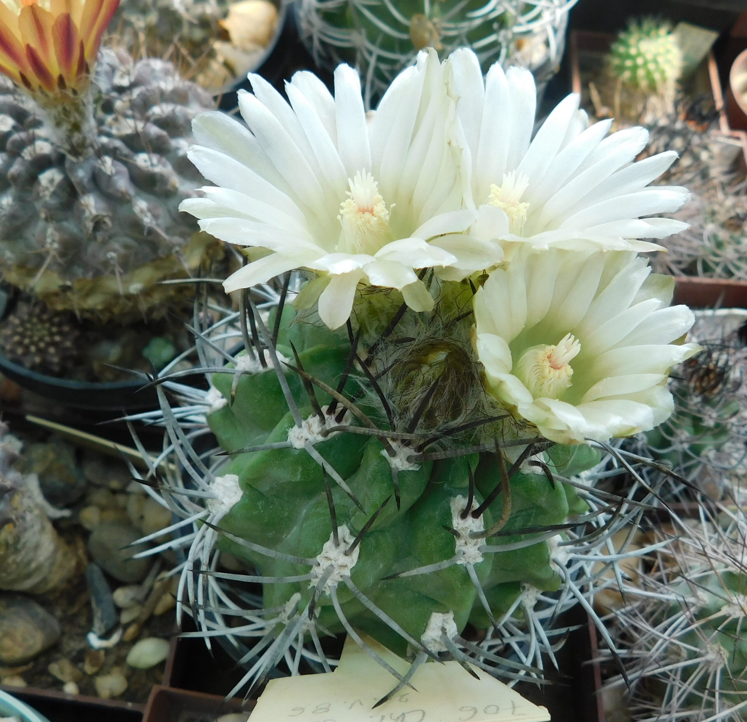 Pyrrhocactus paucicostatus