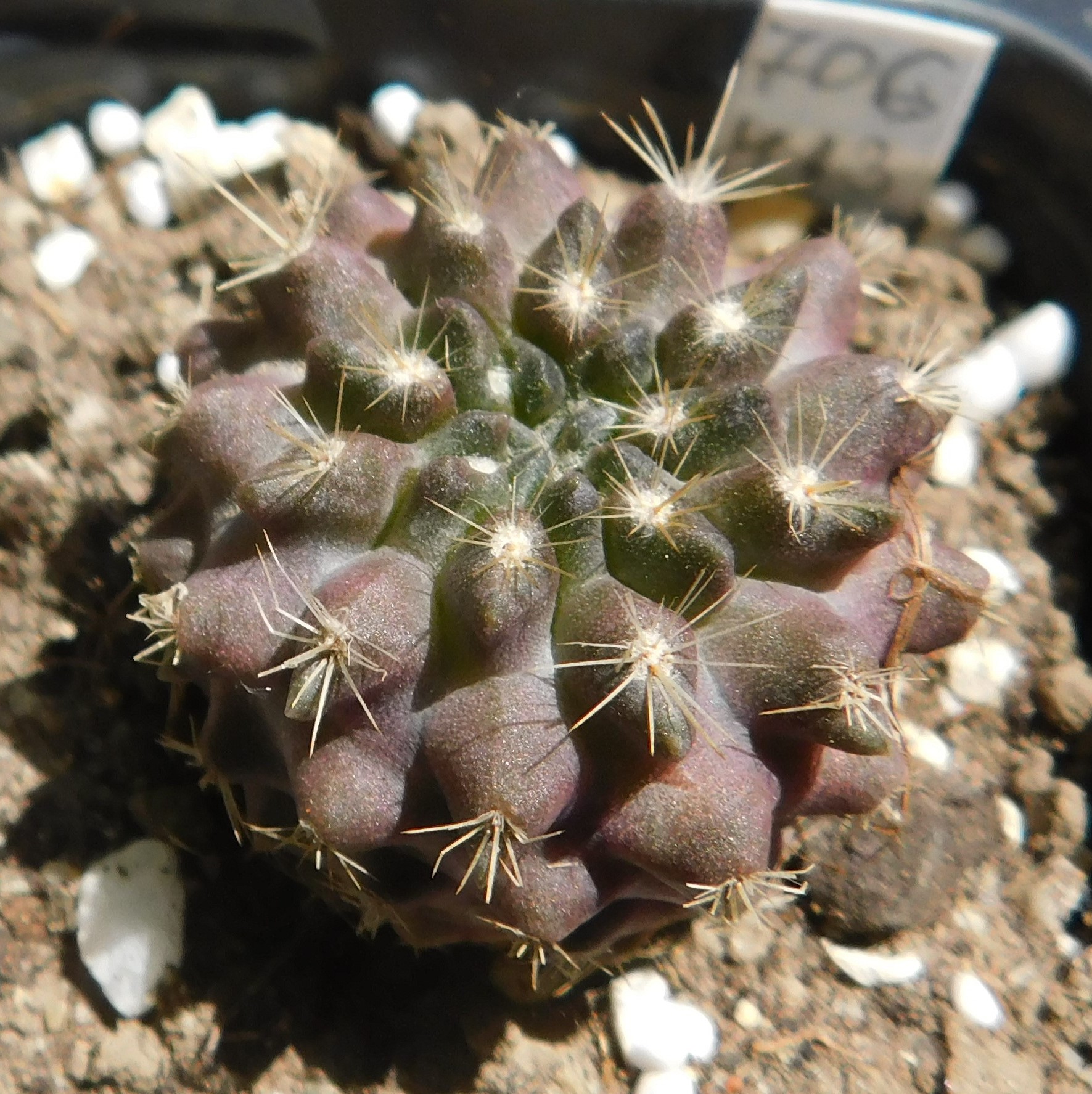 Pyrrhocactus paucicostatus - Slika 2