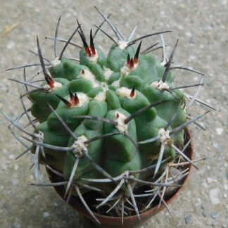Pyrrhocactus paucicostatus