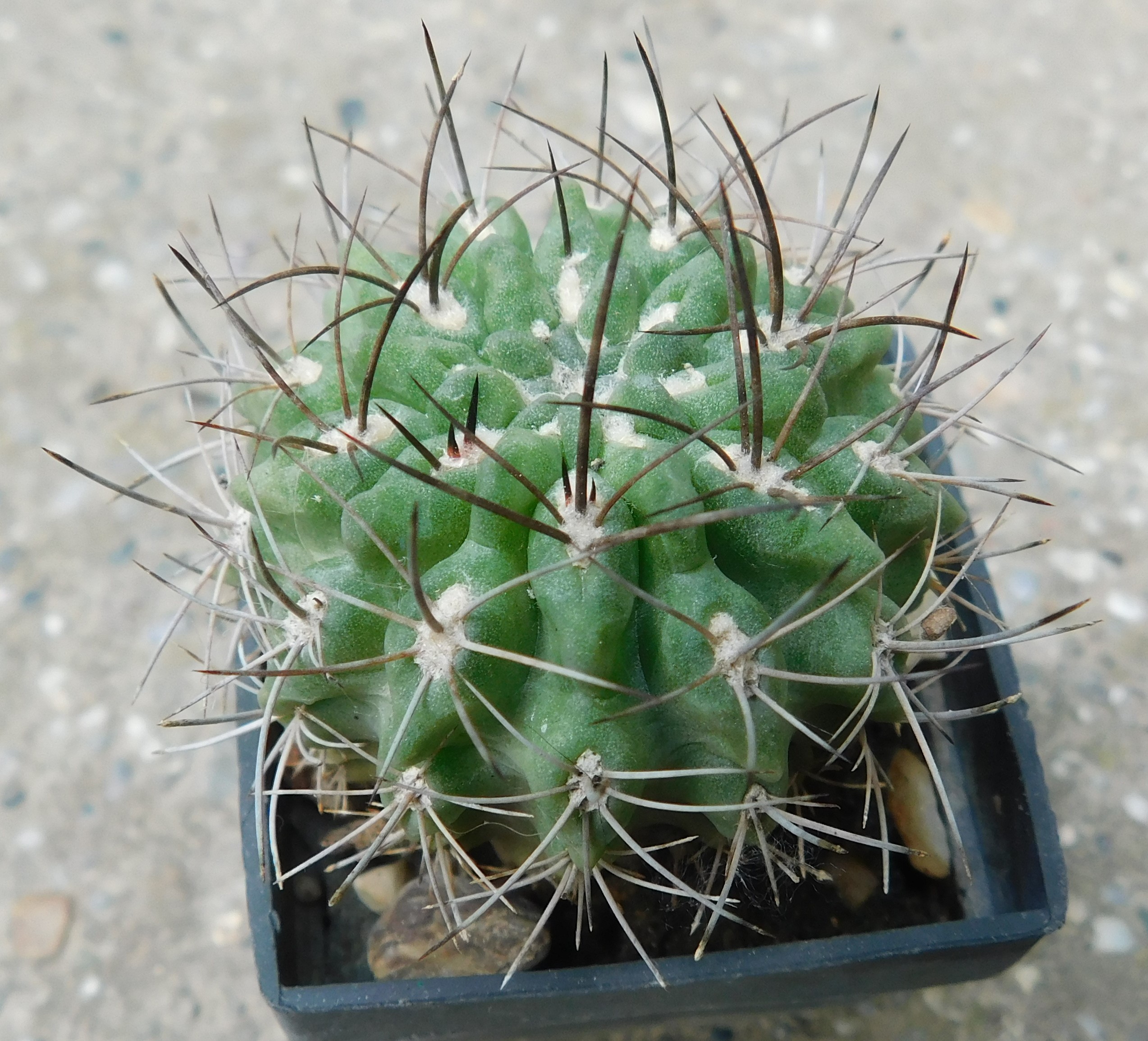 Pyrrhocactus taltalensis - Slika 2