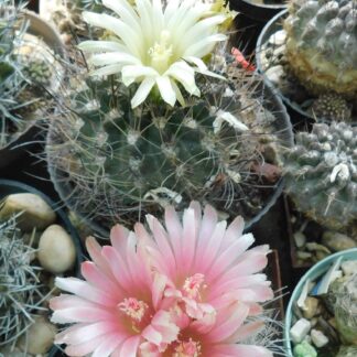 Pyrrhocactus taltalensis