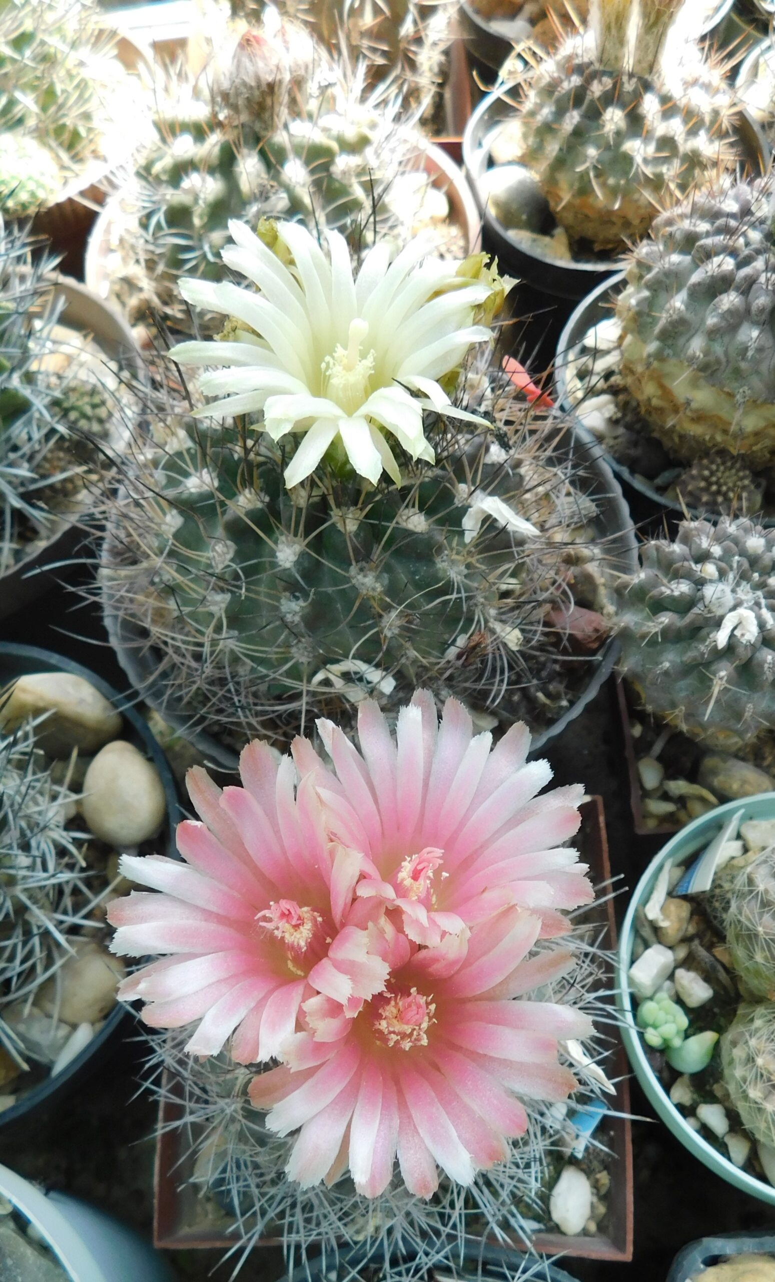 Pyrrhocactus taltalensis