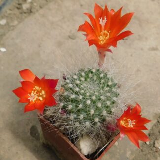 Rebutia senilis