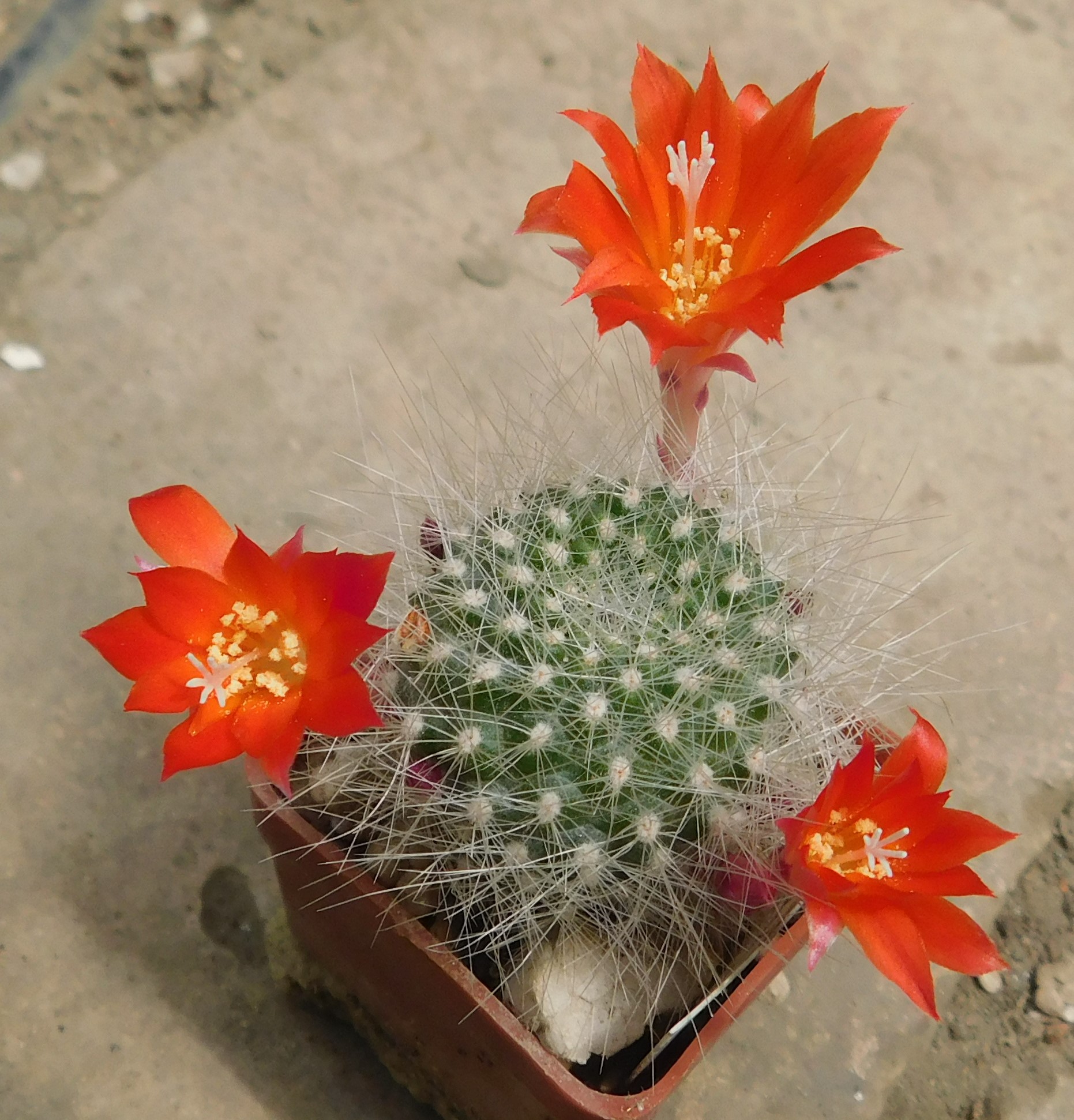Rebutia senilis