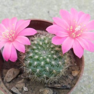 Rebutia xanthocarpa v. lilacinorosea