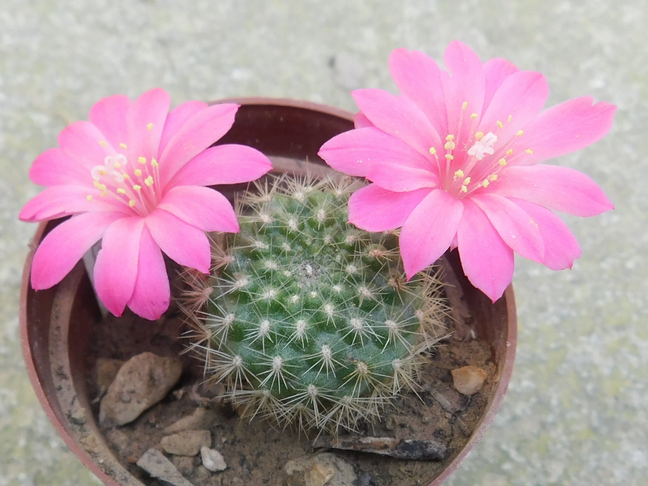Rebutia xanthocarpa v. lilacinorosea