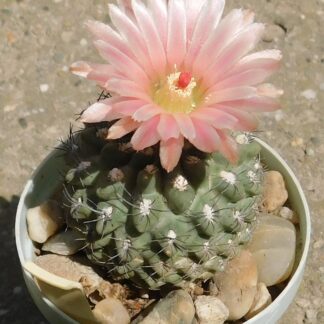 Thelocephala odieri
