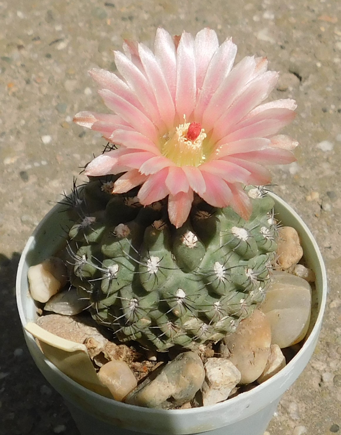 Thelocephala odieri